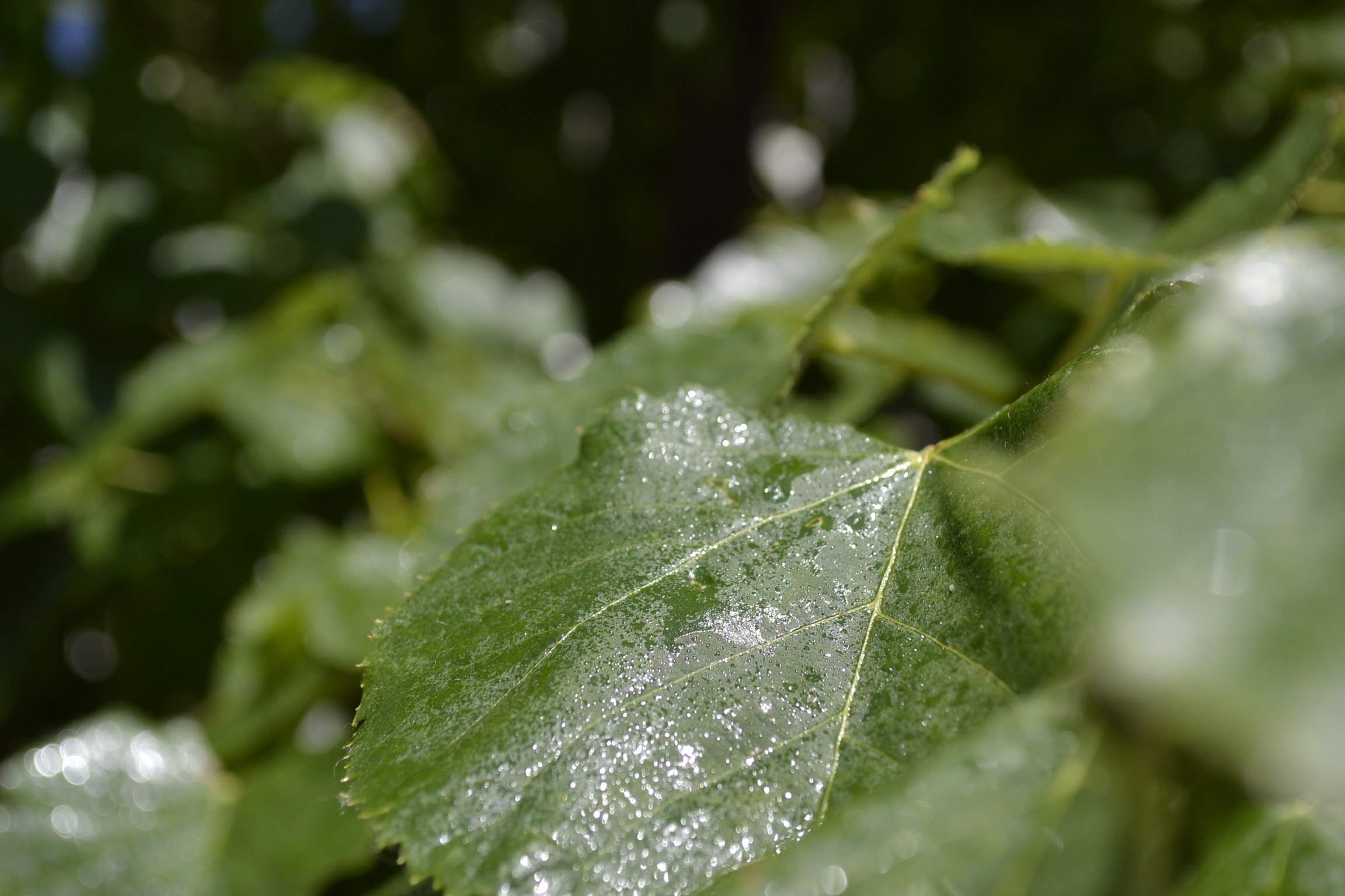 «Живи, лес!»: пензенцев приглашают посадить деревья