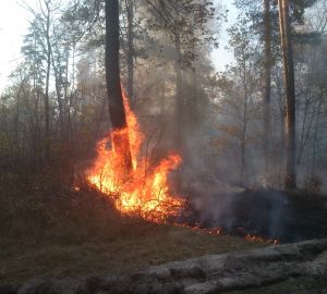 Спасатели раскрыли причины жуткого лесного пожара под Кузнецком