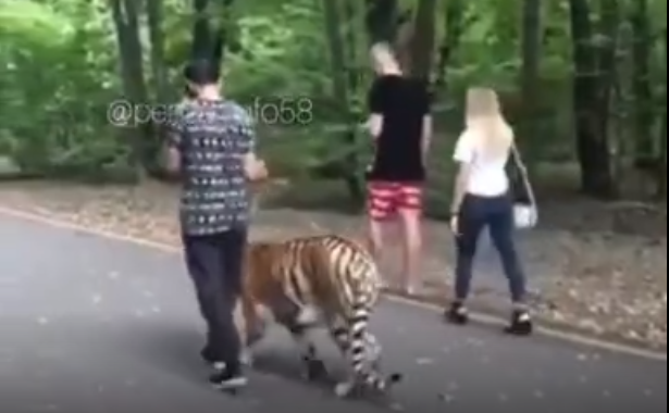 Накажут ли мужчину, выгуливавшего тигра на Олимпийской аллее? Видео