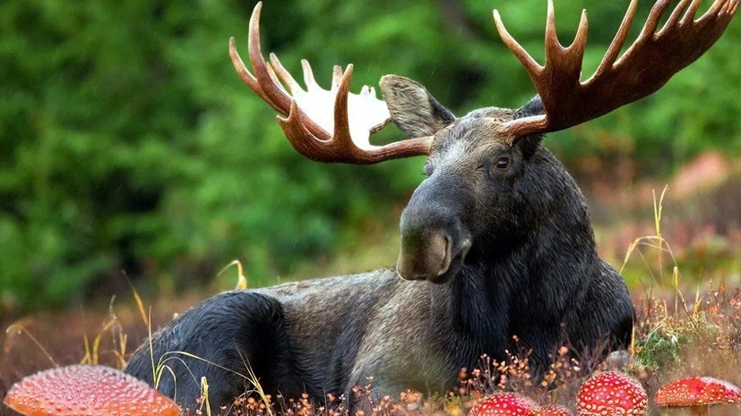 Царь леса на встречке: 8 человек пострадали при столкновении с лосем