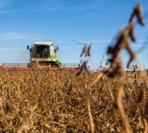 В Пензенской области самый высокий урожай сои в ПФО