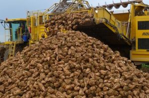 В Пензенской области собрали более 1 млн тонн сахарной свеклы