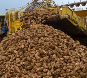 В Пензенской области собрали более 1 млн тонн сахарной свеклы