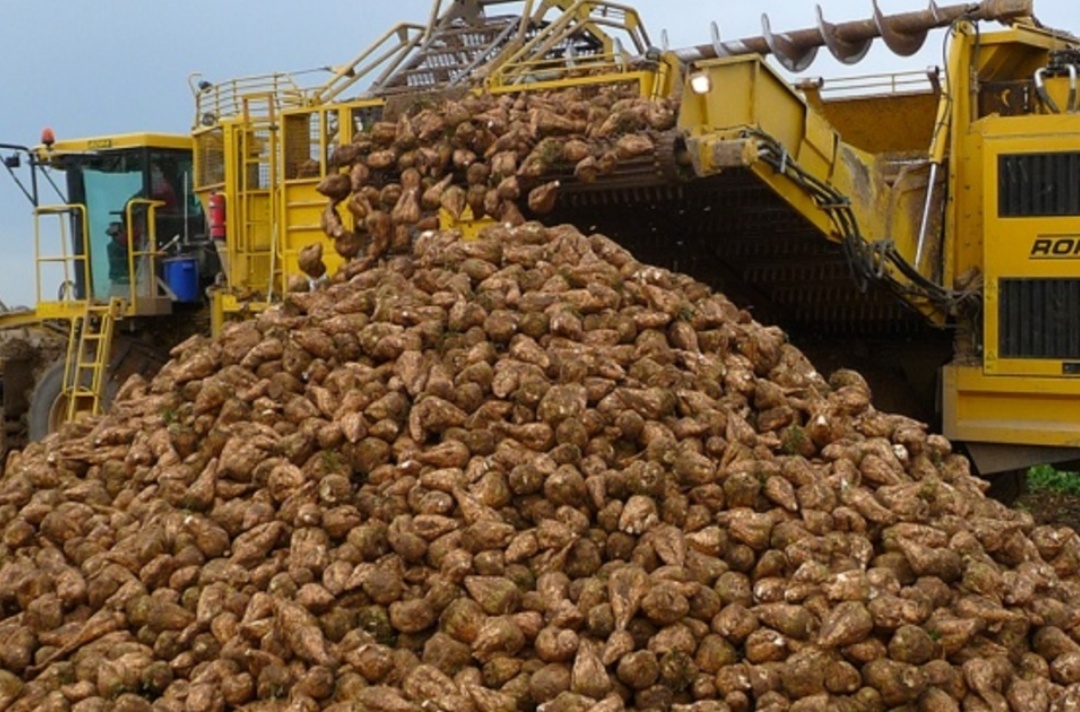 В Пензенской области собрали более 1 млн тонн сахарной свеклы