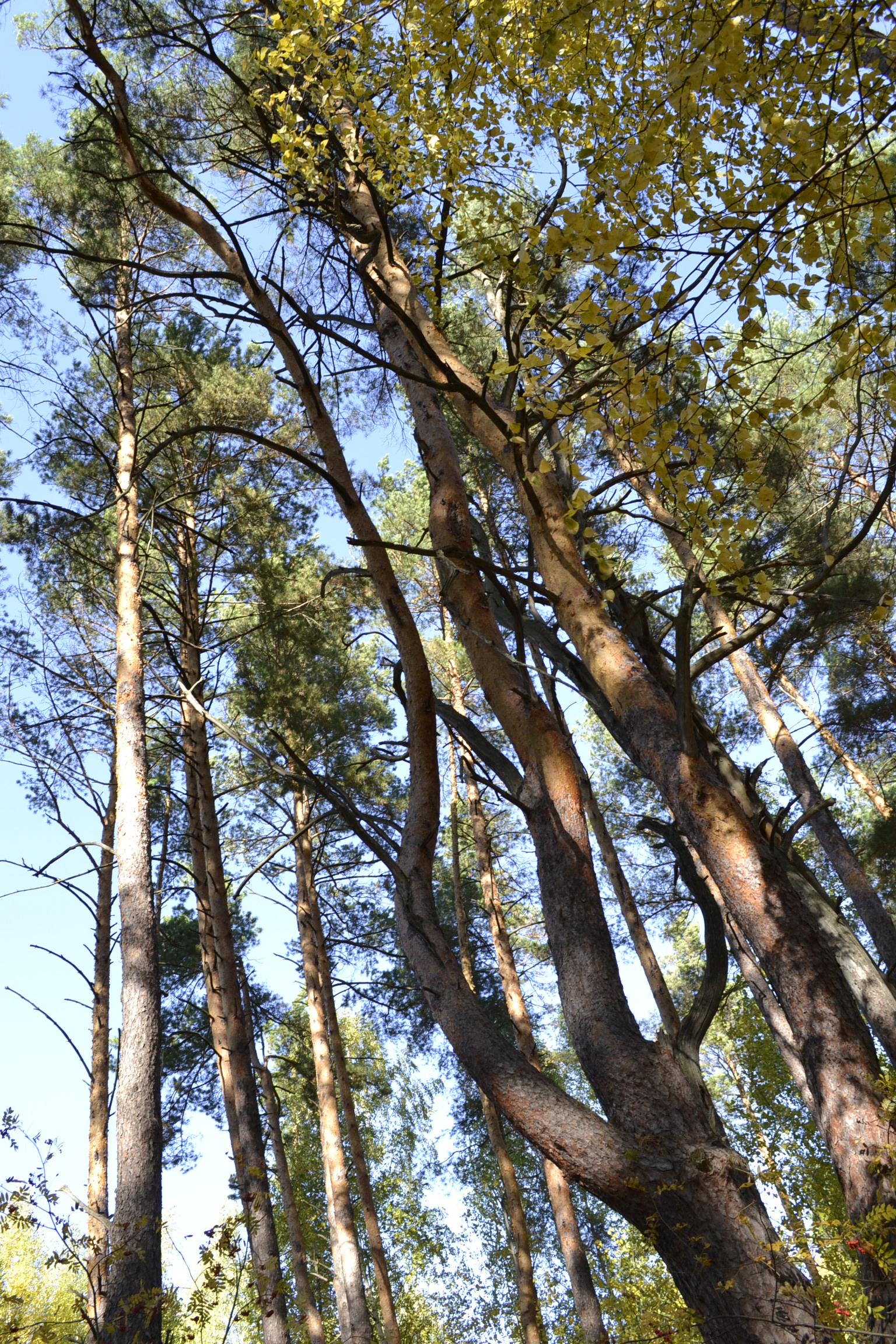 В Пензе автоледи и ребенок попали в больницу после столкновения с деревом