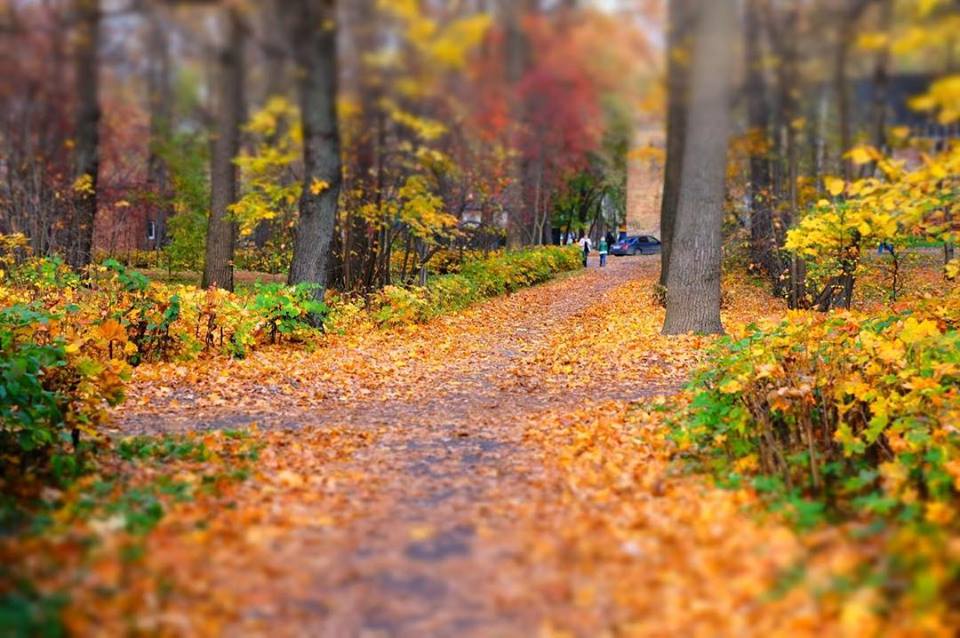 В Пензенской области 18% исследованных клещей заражены боррелиозом