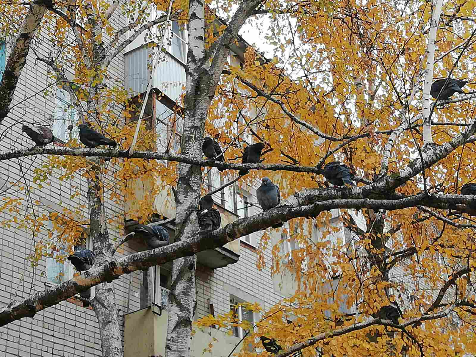 Пензенцам рассказали об опасности кормления бродячих собак и голубей