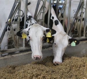 В Пензенской области наблюдается рост в отрасли животноводства