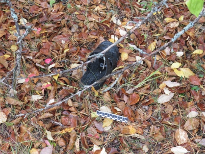 Жестокого убийцу из Пензенской области задержали в Саратове