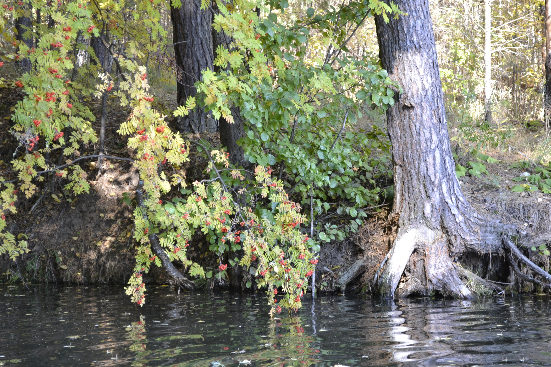 Прокуратура потребовала уничтожить крупные очаги дикорастущей конопли