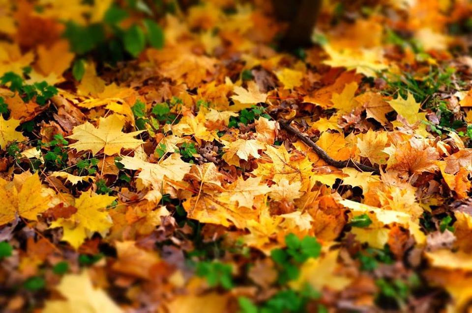 Кузнечан зовут на субботник и на праздник в парк