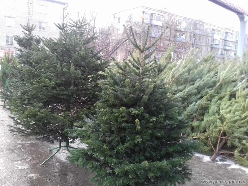 Для жителей Пензы откроется 84 елочных базара