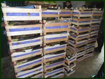 В Пензенской области уничтожили новую партию санкционных груш