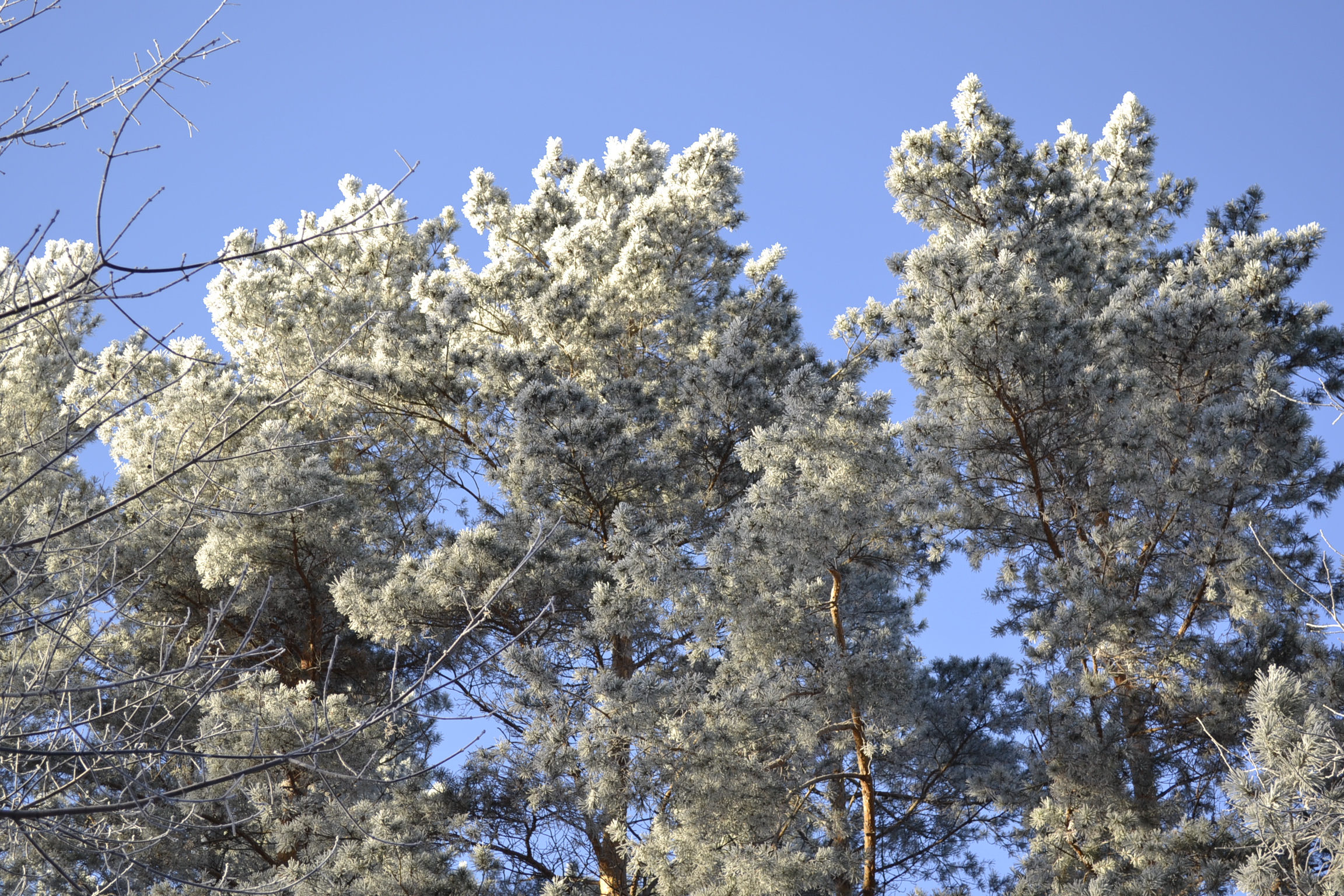 В Пензенской области в выходные дни ожидается теплая погода