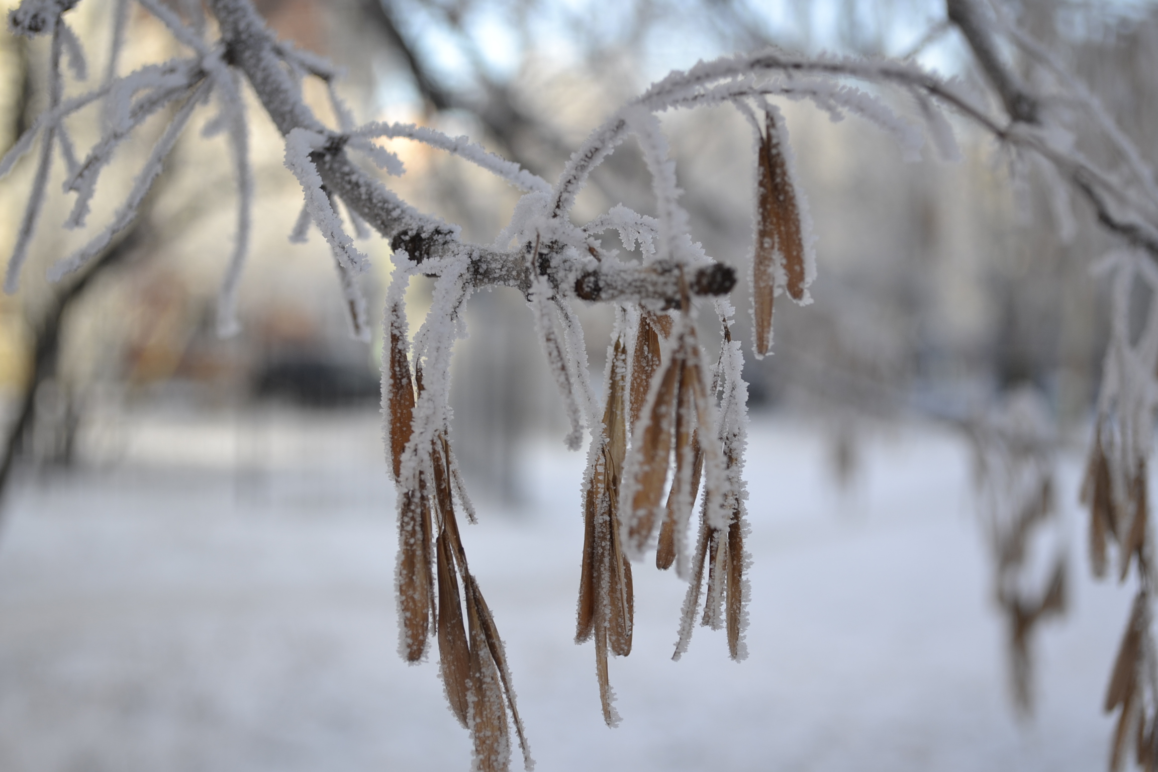 Выходные встретят жителей Пензы гололедицей и морозом