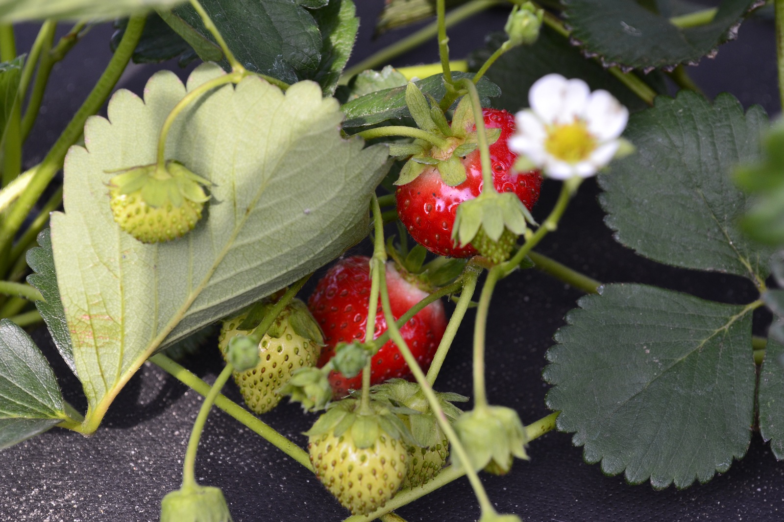 "Мокшанская ягода" названа победителем соревнования в отрасли сельского хозяйства