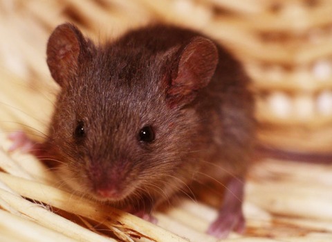 В Пензенской области жители продолжают страдать от мышиной лихорадки