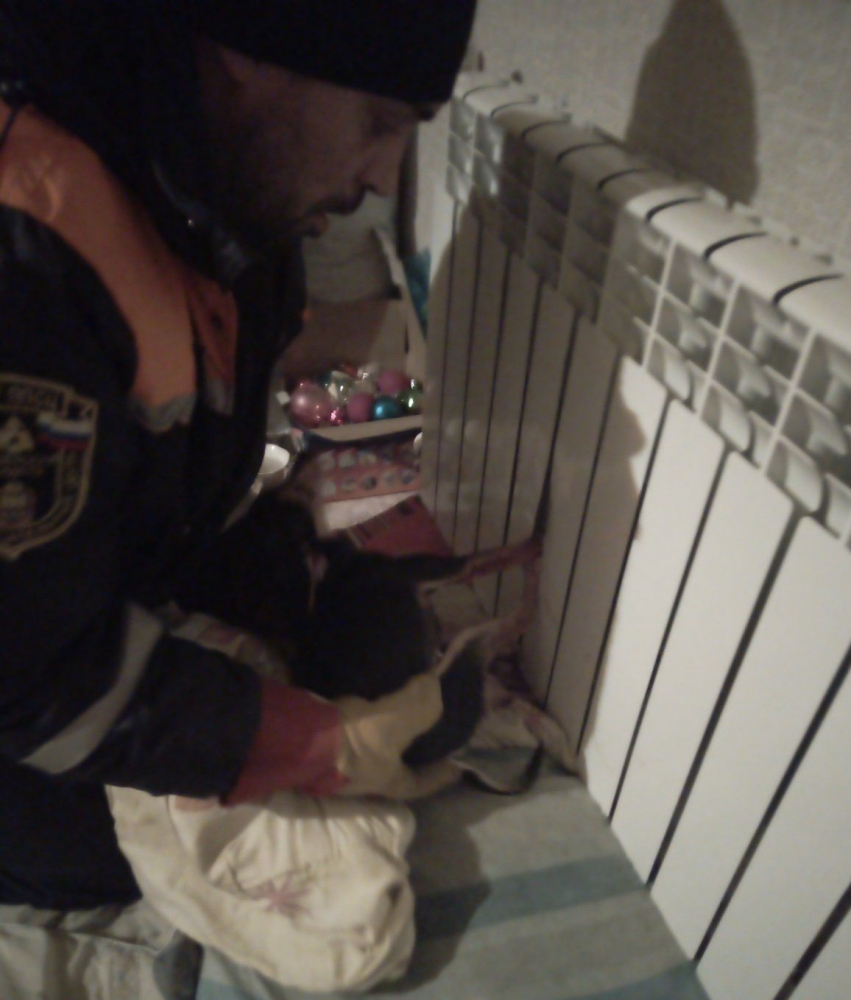 В Пензе домашнему питомцу пришлось вызывать спасателей