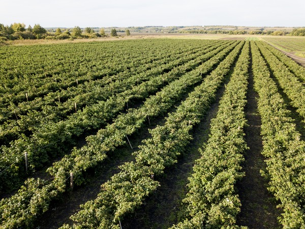 В Пензенской области на поддержку фермеров будет выделен 51 миллион рублей