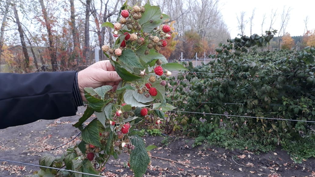 В аграрный сектор Пензенской области привлекут 15 млрд рублей инвестиций