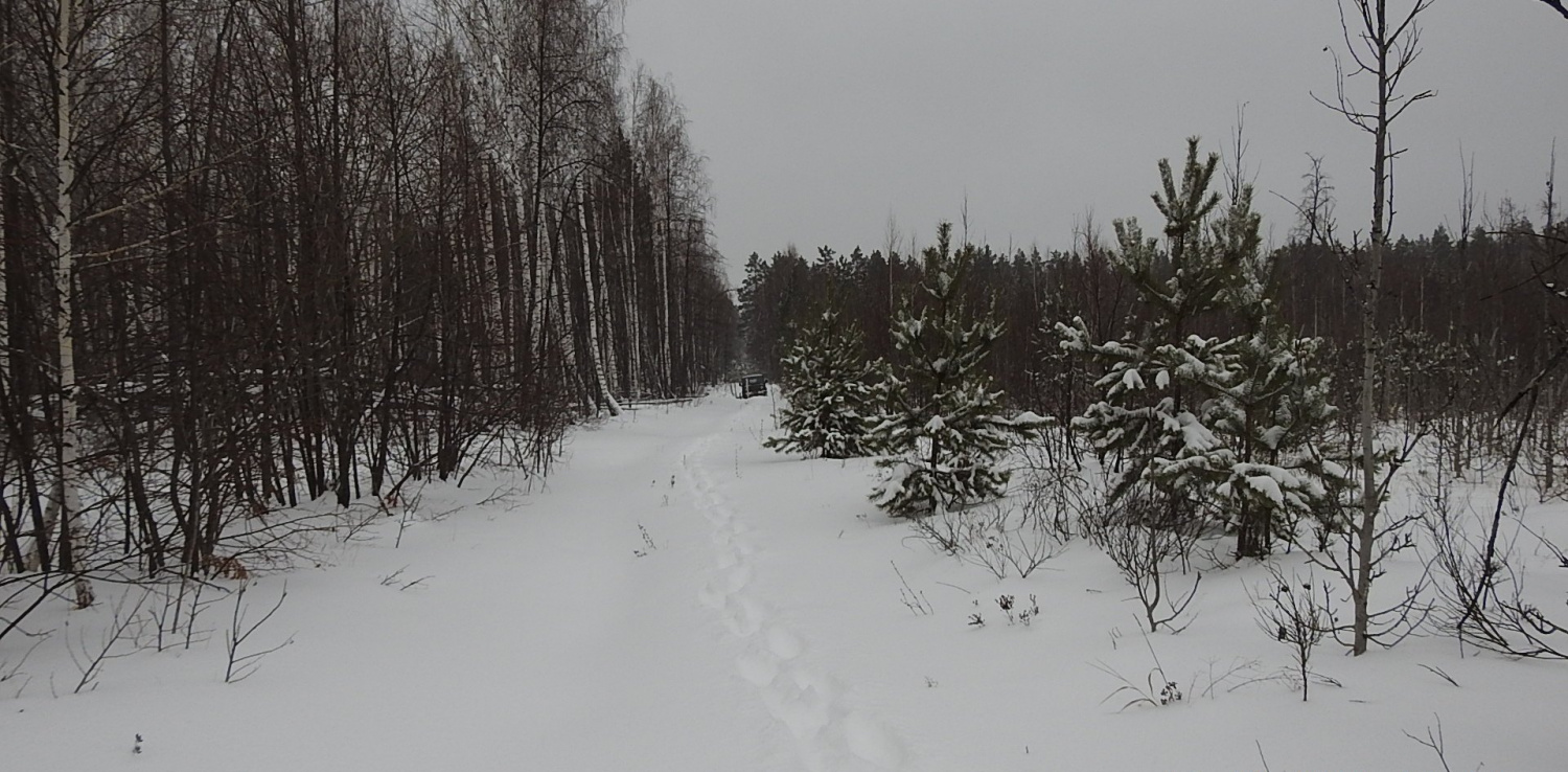В Пензенской области пересчитают лесных зверей