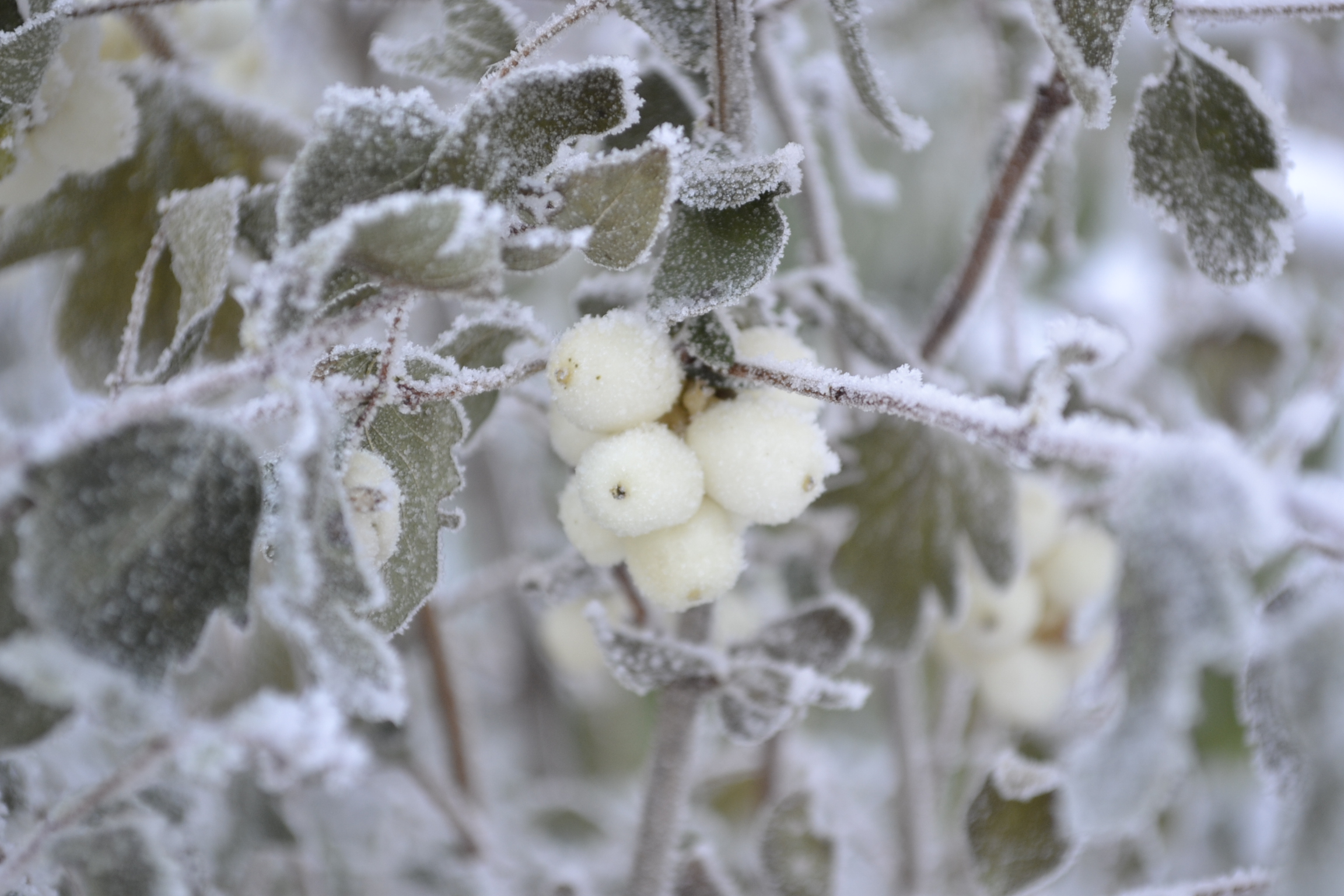 В выходные в Пензу придет мороз