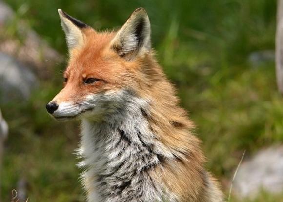 Гаражный кооператив под Пензой признан очагом бешенства