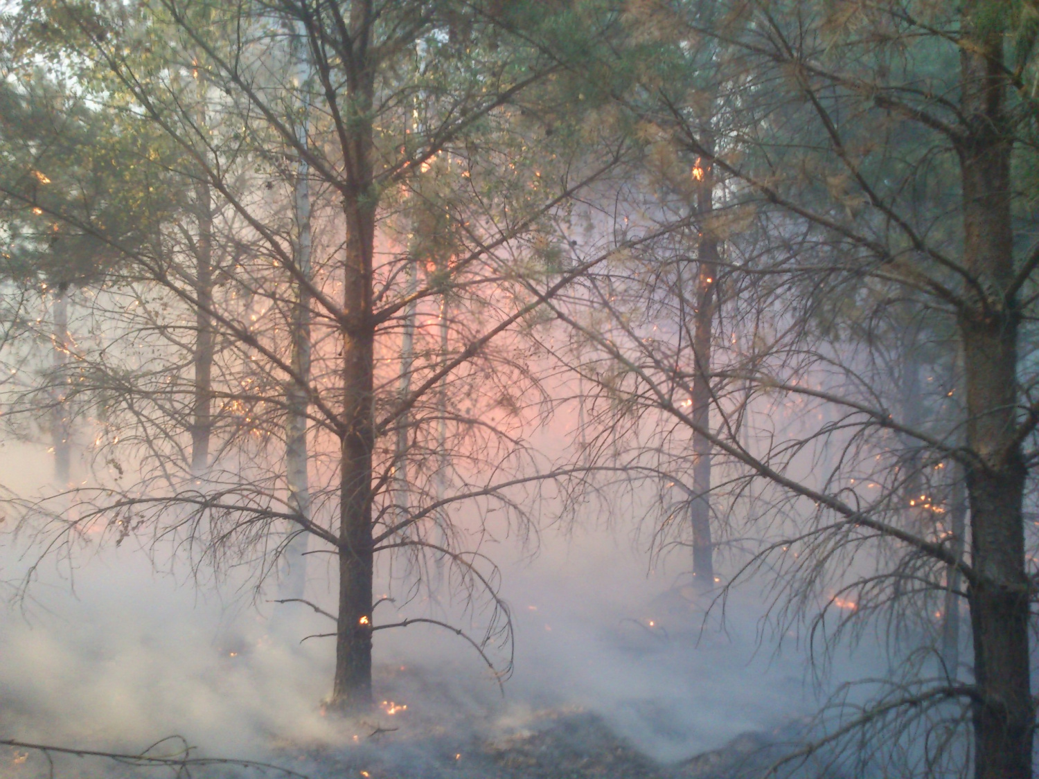 В Пензенской области лесные пожары уничтожили 214 га земли