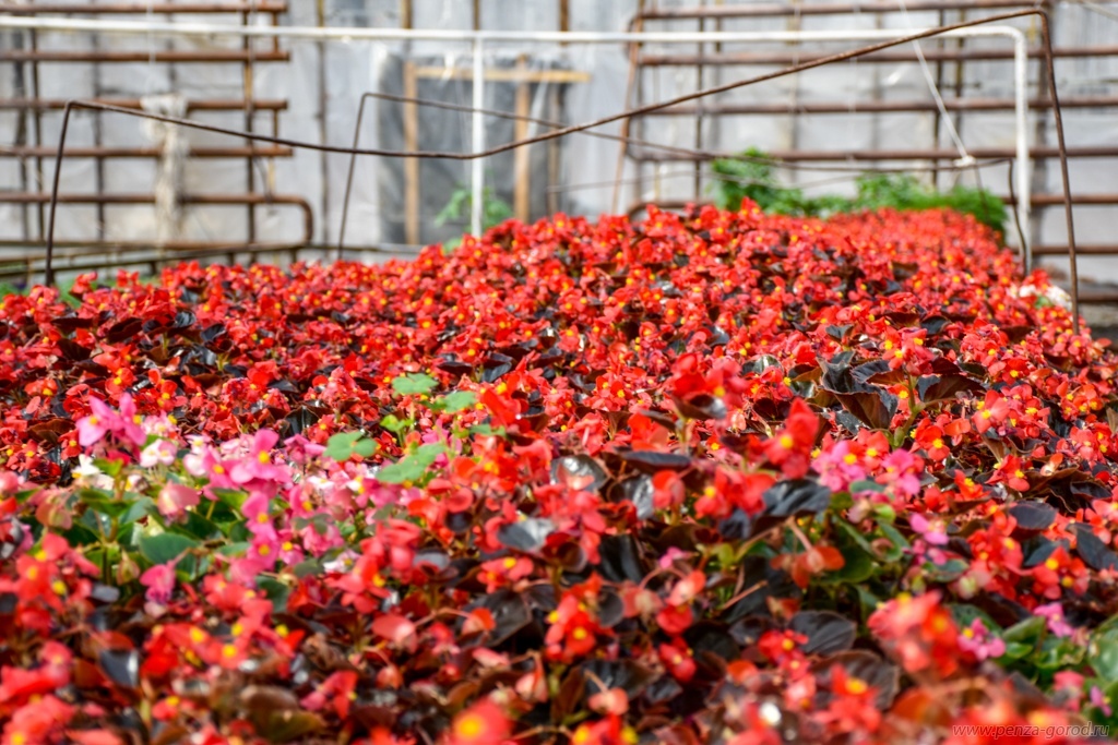 На клумбах Пензы посадят более 219 тысяч цветов