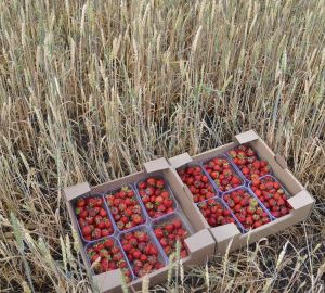 Экспорт аграрной продукции вышел в Пензенской области на первое место