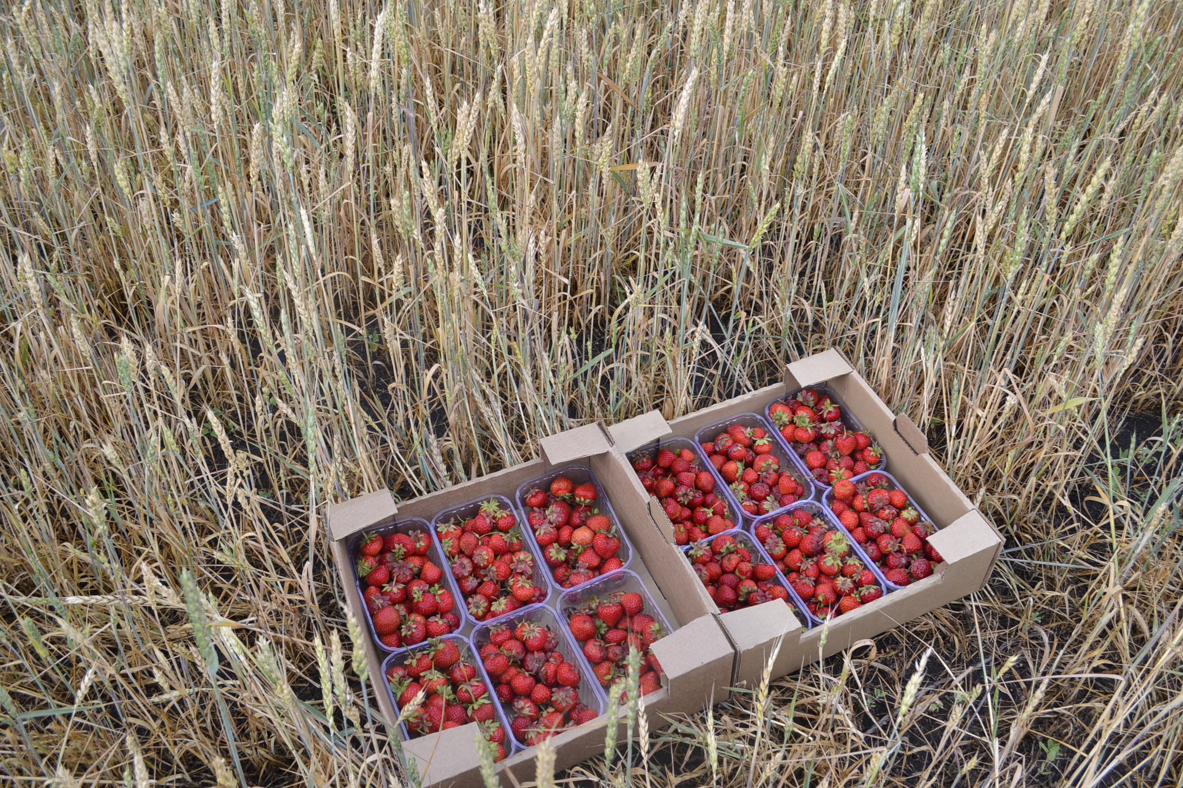 Экспорт аграрной продукции вышел в Пензенской области на первое место