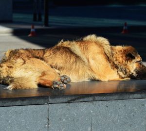Вицэ-мэр Кузнецка: работа по отлову животных вестись не может