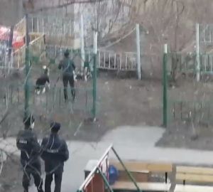 Пензенцы из закрытого на карантин подъезда гуляют возле дома с собаками