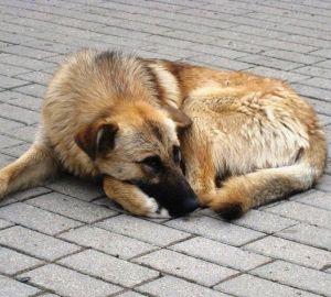 В Пензе больше не принимаются заявки на отлов бездомных животных по телефону