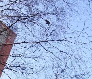 Пензенцы вызвали спасателей застрявшему на высоте коту