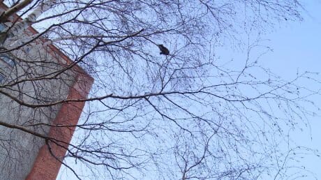 Пензенцы вызвали спасателей застрявшему на высоте коту