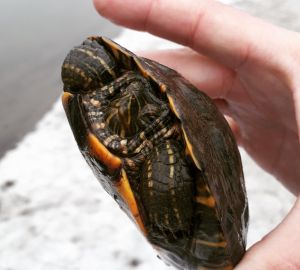 Пензенец поймал на берегу реки редкую рептилию