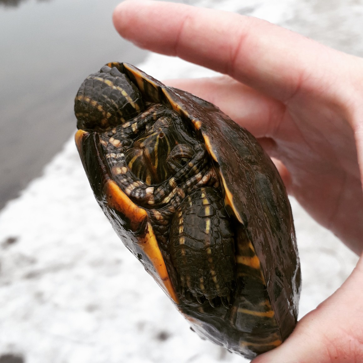 Пензенец поймал на берегу реки редкую рептилию