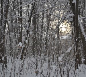 Дело "Сети": останки девушки нашли в лесу под Рязанью