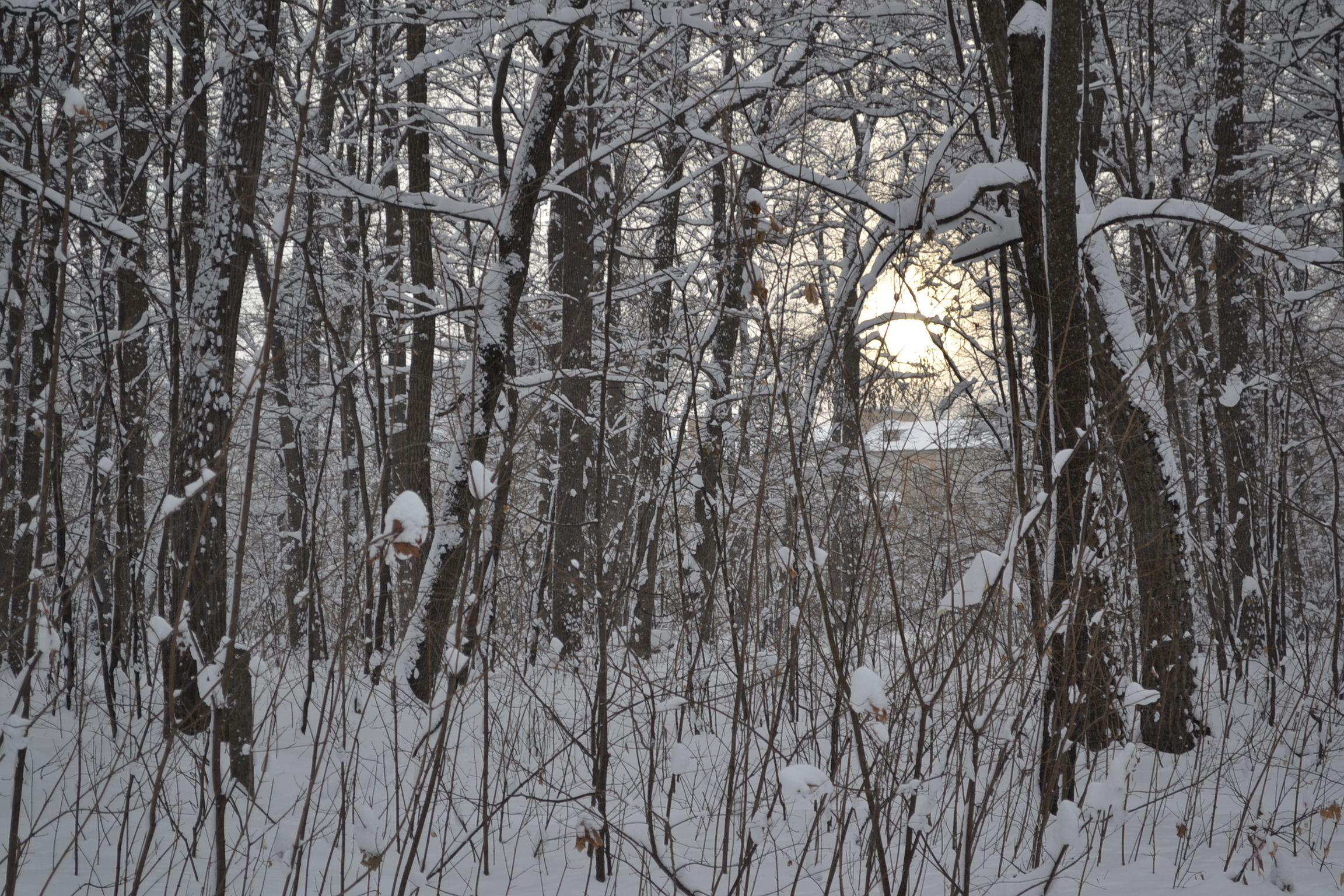 Дело "Сети": останки девушки нашли в лесу под Рязанью