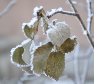 В Пензенской области похолодает до — 12 ºС