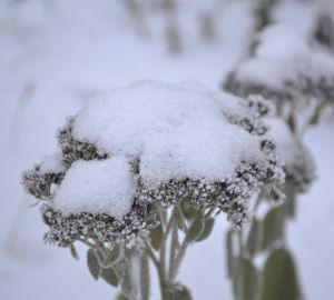 В Пензенскую область вновь вернется снег
