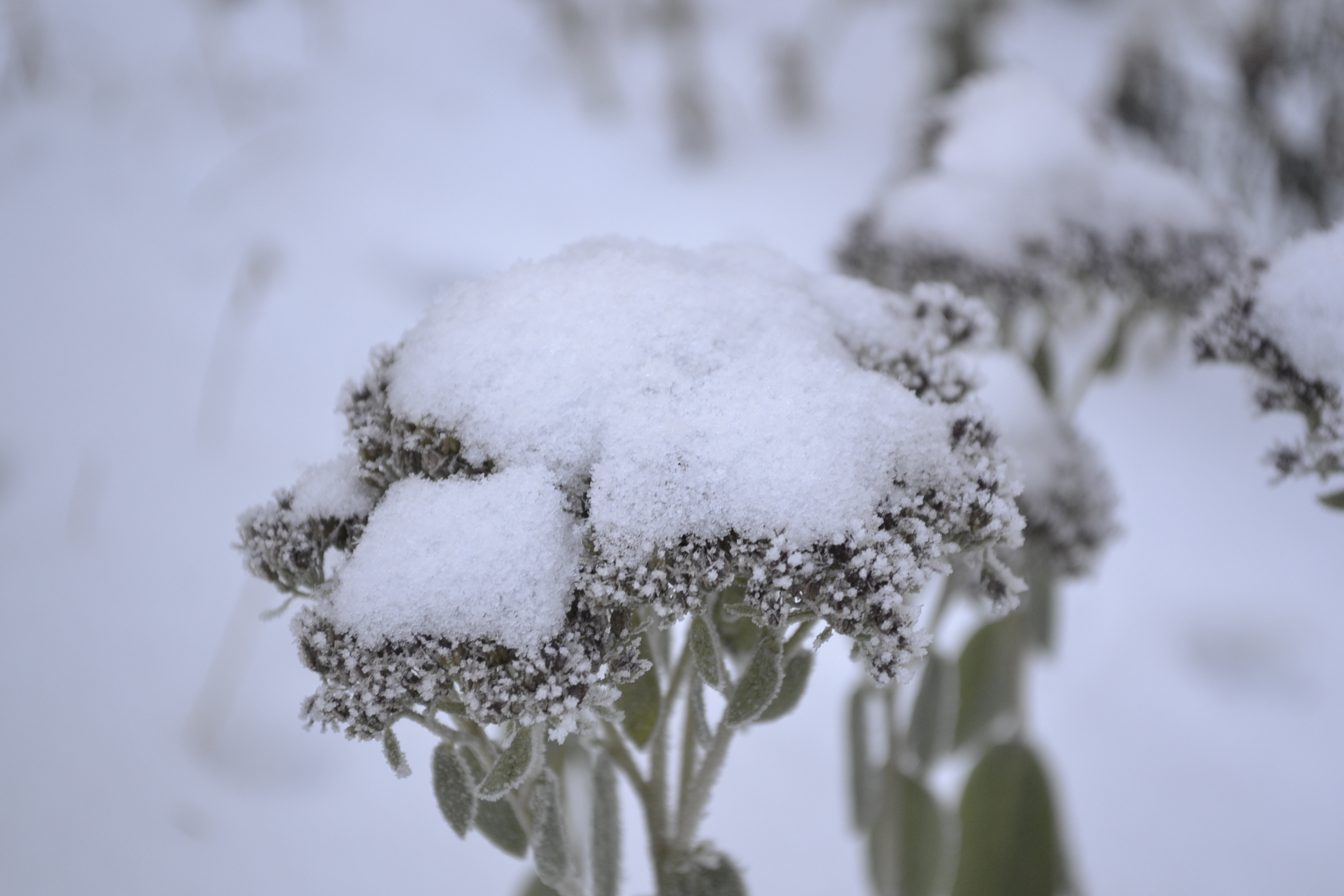 В Пензенскую область вновь вернется снег