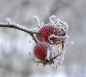 Сегодня в Пензенскую область придет мороз