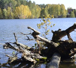 Паводка не будет: аномально теплая погода не даст Пензе утонуть в вешних водах