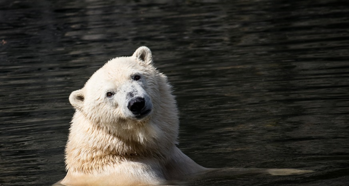 В Пензе на вольер для медведицы попросили 19 миллионов