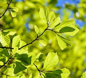 В Пензе к 75-летию Победы высадят более 25 тысяч саженцев