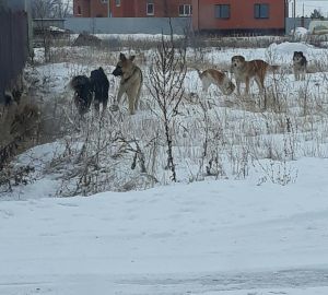 Пензенские следователи ищут владельца собаки напавшей на ребенка