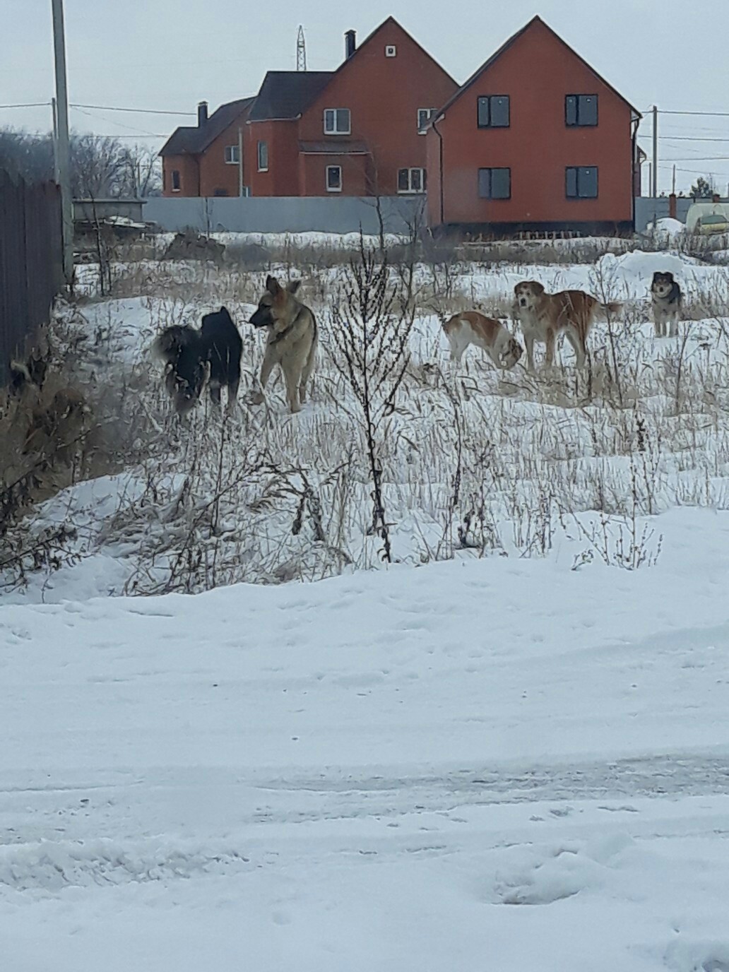 Пензенские следователи ищут владельца собаки напавшей на ребенка