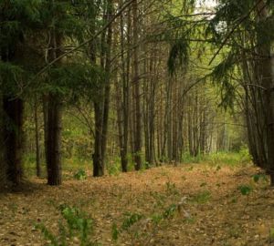Восстановят ли в Пензенской области уникальный Морозовский дендрарий?